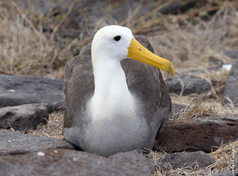 galapagos